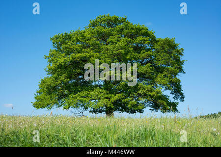 Alte englische Eiche (Quercus robur) in der blühenden Wiese, einsamen Baum, Thüringen, Deutschland Stockfoto