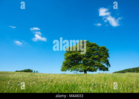 Alte englische Eiche (Quercus robur) in der blühenden Wiese, einsamen Baum, Thüringen, Deutschland Stockfoto