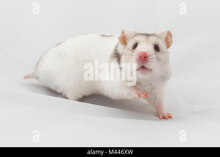 Syrische Hamster (Mesocricetus auratus), Captive, Studio shot Stockfoto