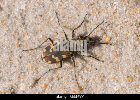 Northern dune tiger Beetle (Cicindela hybrida) im Sand, Henne Strand, Region Syddanmark, Dänemark Stockfoto