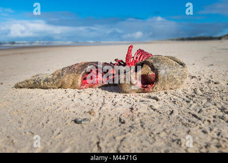 Karkasse, Toten narbig Dichtung am Strand der Nordsee, Henne Strand, Län, Dänemark Stockfoto