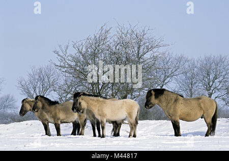 Heck Pferd Hengst, Stuten und Fohlen im Winter Stockfoto