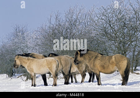 Heck Pferd Hengst, Stuten und Fohlen im Winter Stockfoto