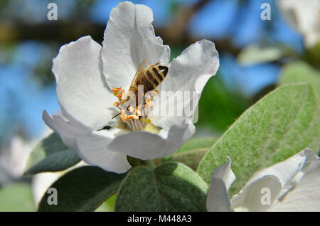 Die Biene sammelt Nektar auf Apple Blütenstand. Horizontale Foto Stockfoto