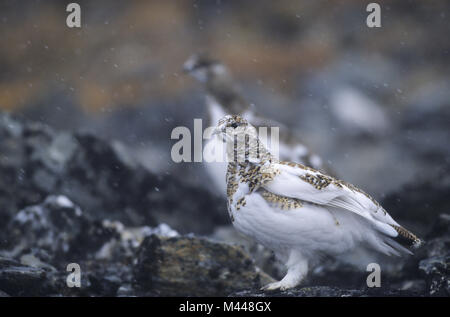 Rock Schneehühner im Schneetreiben - (Schnee Huhn) Stockfoto