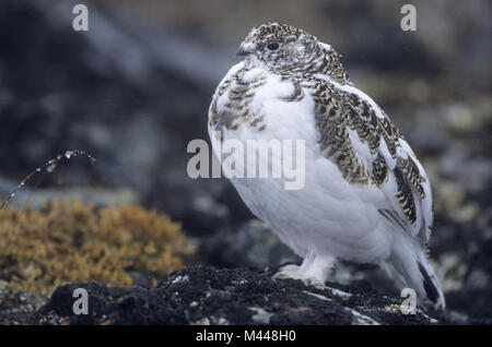 Rock Ptarmigan im Schneetreiben - (Schnee Huhn) Stockfoto