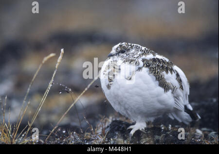 Rock Ptarmigan im Schneetreiben - (Schnee Huhn) Stockfoto