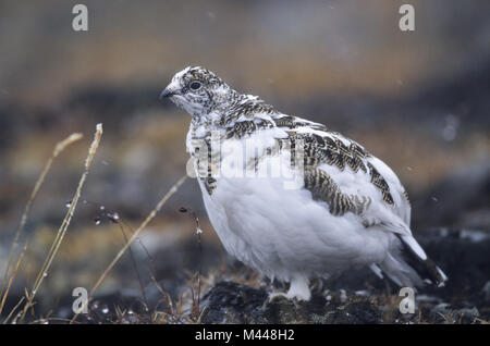 Rock Ptarmigan im Schneetreiben - (Schnee Huhn) Stockfoto