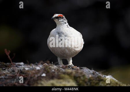 Rock Alpenschneehuhn (Lagopus muta), männlich auf steinigem Boden, Hellisheiði Plateau, Island Stockfoto