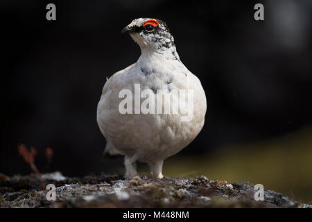 Rock Alpenschneehuhn (Lagopus muta), männlich auf steinigem Boden, Hellisheiði Plateau, Island Stockfoto