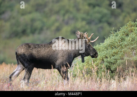 Junge Bull Moose in der Tundra - (Alaska Moose) Stockfoto