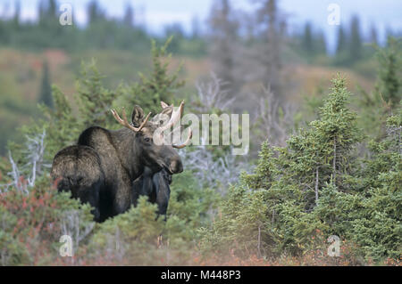 Junge Bull Moose in der Tundra - (Alaska Moose) Stockfoto