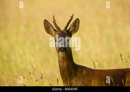 Portrait von Reh (Capreolus capreolus) in ländlicher Umgebung Stockfoto
