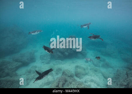 Galapagos Pinguine Jagd Sardinen, Seymour, Galapagos, Ecuador Stockfoto