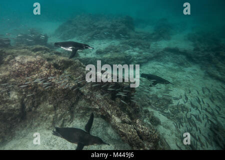 Galapagos Pinguine Jagd Sardinen, Seymour, Galapagos, Ecuador Stockfoto