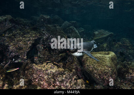 Galapagos Pinguine Jagd Sardinen, Seymour, Galapagos, Ecuador Stockfoto