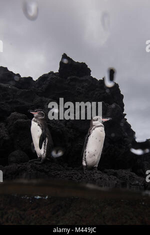 Galapagos Pinguine ruht auf Felsen, Seymour, Galapagos, Ecuador Stockfoto