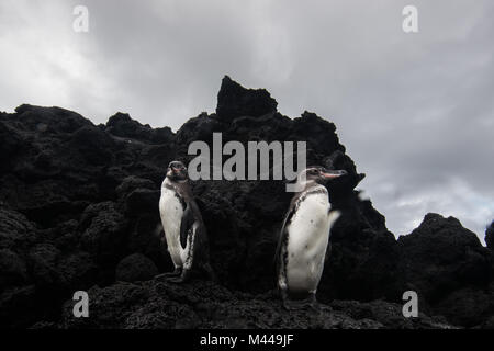 Galapagos Pinguine ruht auf Felsen, Seymour, Galapagos, Ecuador Stockfoto