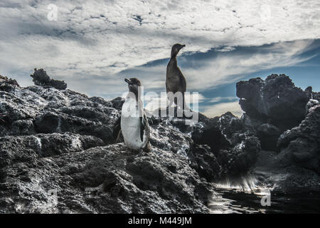 Galapagos Pinguin und flugunfähigen Kormoran ruht auf Felsen, Seymour, Galapagos, Ecuador Stockfoto