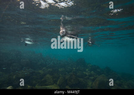 Galapagos Pinguine Jagd Sardinen, Seymour, Galapagos, Ecuador Stockfoto