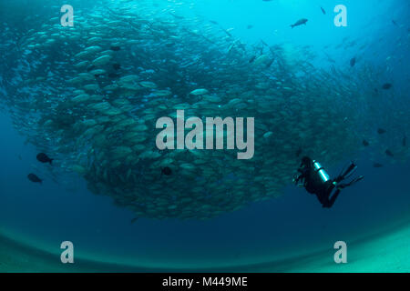 Taucher schwimmen mit Schule von Jack Fisch, Unterwasser, Cabo San Lucas, Baja California Sur, Mexiko, Nordamerika Stockfoto