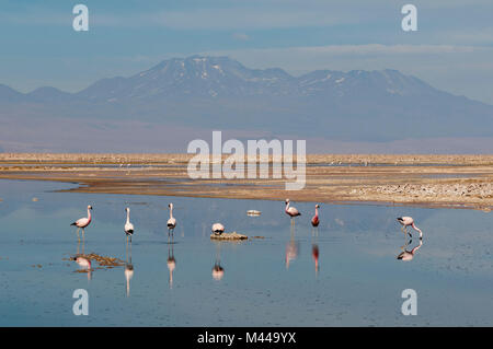 Chilenische Flamingos (Phoenicopterus sp.), Laguna Chaxa, Salar de Atacama, Atacama-wüste, Chile Stockfoto