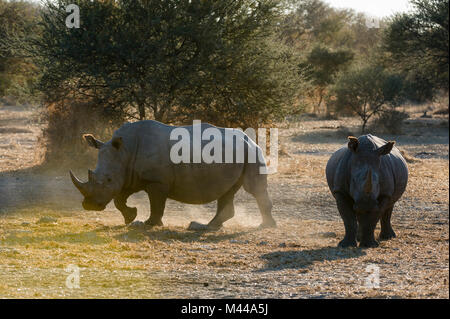 Zwei weiße Nashörner (Rhinocerotidae)) im Busch, Kalahari, Botswana Stockfoto