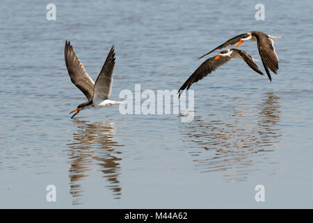 African Skimmer (Rynchops flavirostris) über dem Fluss fliegen, Moremi Game Reserve, Okavango Delta, Botswana Stockfoto