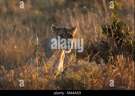 Löwin (Panthera leo) ruht im Grünland, Khwai Conservation Area, Okavango Delta, Botswana Stockfoto