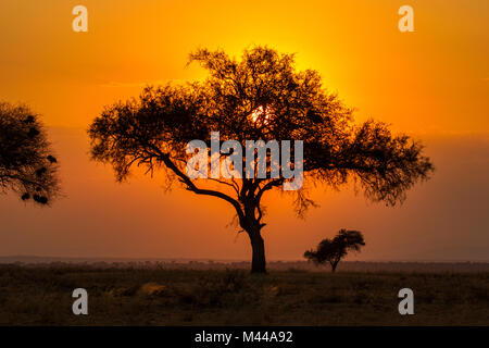 Tarangire Nationalpark, Tansania Stockfoto