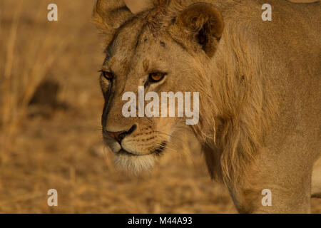 Löwe Panthera leo, junger männlicher Löwe, Tarangire Nationalpark, Tansania Stockfoto