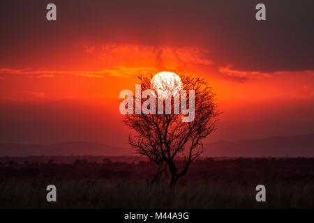 Tarangire Nationalpark, Tansania Stockfoto