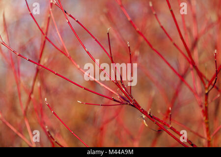 Gemeinsame Hartriegel (Cornus Sanguinea). l im Winter Stockfoto