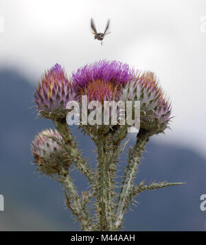 Nahaufnahme eines Hummingbird-Hawkmoth schwebt gerade über einen lila Distel mit Hintergrund verschwommen, auf der französischen Insel Korsika Stockfoto