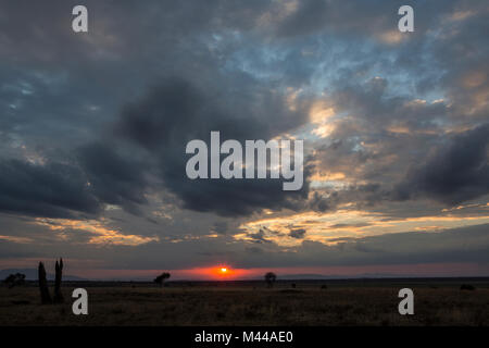 Tarangire Nationalpark, Tansania Stockfoto