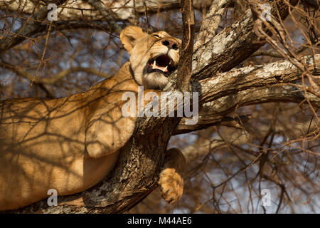 Löwe, Löwin, Panthera leo, Tarangire Nationalpark, Tansania Stockfoto