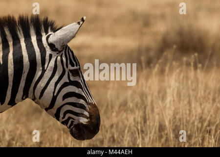 Zebra, Equus burchelli, Serengeti National Park, Tansania Stockfoto