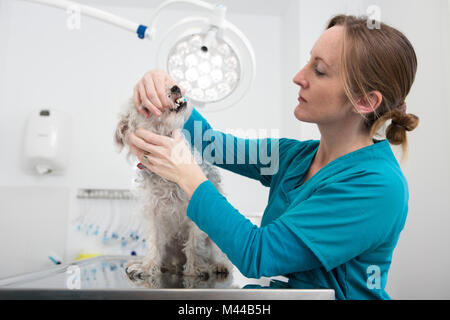 Tierarzt geben terrier Pudel Mischling Hund zahnmedizinische überprüfung Stockfoto