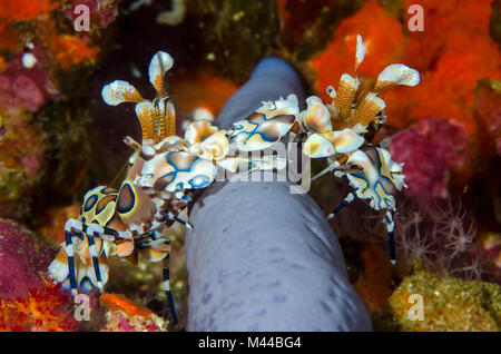 Paar Hymenocera picta, wie Harlekin Garnelen bekannt, Essen einen blauen Seastar (Linckia laevigata) auf die Korallenriffe im Indischen Ozean Stockfoto