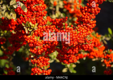 Ein Cotoneaster Bush mit vielen roten Beeren auf Ästen, herbstliche Hintergrund. Close-up Bunter Herbst wilde Sträucher mit roten Beeren im Park flache Tiefenschärfe Stockfoto