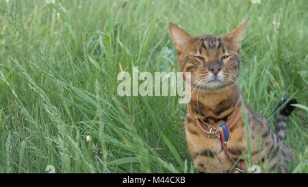 Bengalkatze Spaziergänge im Gras. Er zeigt verschiedene Gefühle. Stockfoto