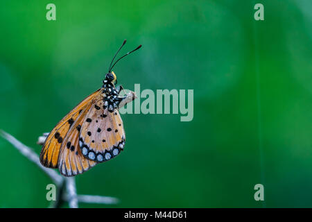 Die tawny coster Schmetterling (Acraea terpsicore) in Nanmangalam vorbehalten Wald, Chennai, Tamil Nadu, Indien Stockfoto