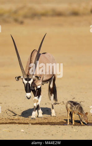 Oryx (Oryx gazella. Männliche und black-backed Jackal (Canis mesomelas) an einem Wasserloch. Kalahari Wüste, Kgalagadi Transfrontier Park, Südafrika Stockfoto