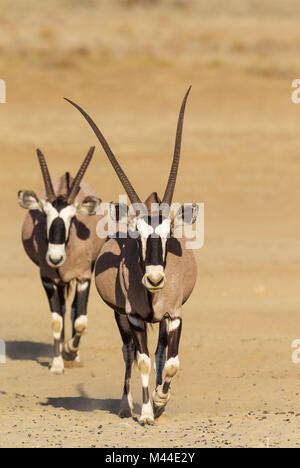 Oryx (Oryx gazella. Männliche mit verkrüppelten Hörner folgt ein Weibchen. Kalahari Wüste, Kgalagadi Transfrontier Park, Südafrika Stockfoto