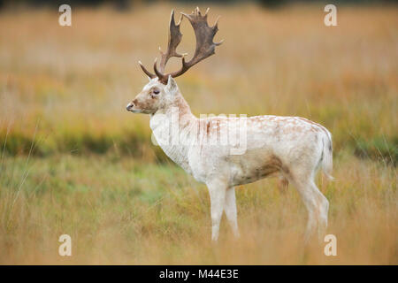 Weiße Damhirsche Rotwild (Cervus dama). Buck im Gras. Richmond Park, London, England Stockfoto