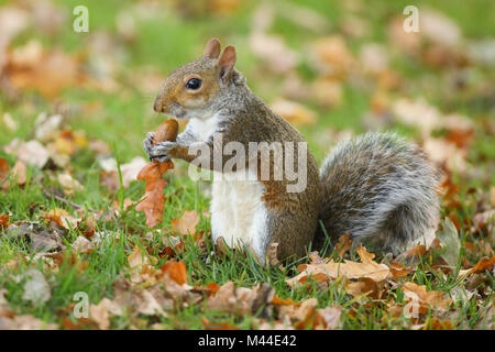 Graue Eichhörnchen, graues Eichhörnchen (Sciurus carolinensis) Essen eine Eichel. Richmond Park, London, England Stockfoto