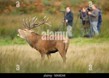 Red Deer (Cervus elaphus). Hirsch brüllen mit Fotografen im Hintergrund, Richmond Park, London, England Stockfoto