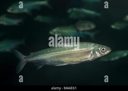 Vendace, Europäische Cisco (Coregonus lavaretus, Arten Komplex) in einem See. Deutschland Stockfoto