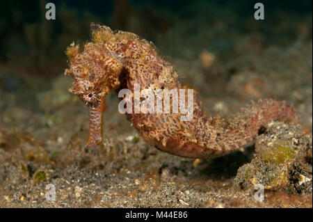 Mündung Seepferdchen (Hippocampus kuda) unter Wasser. Molukken-inseln Meer, Lembeh Strait, Nord Sulawesi, Indonesien Stockfoto