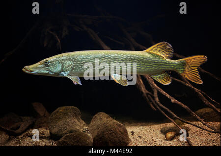 Hecht (Esox lucius) unter Wasser. Deutschland. . Stockfoto